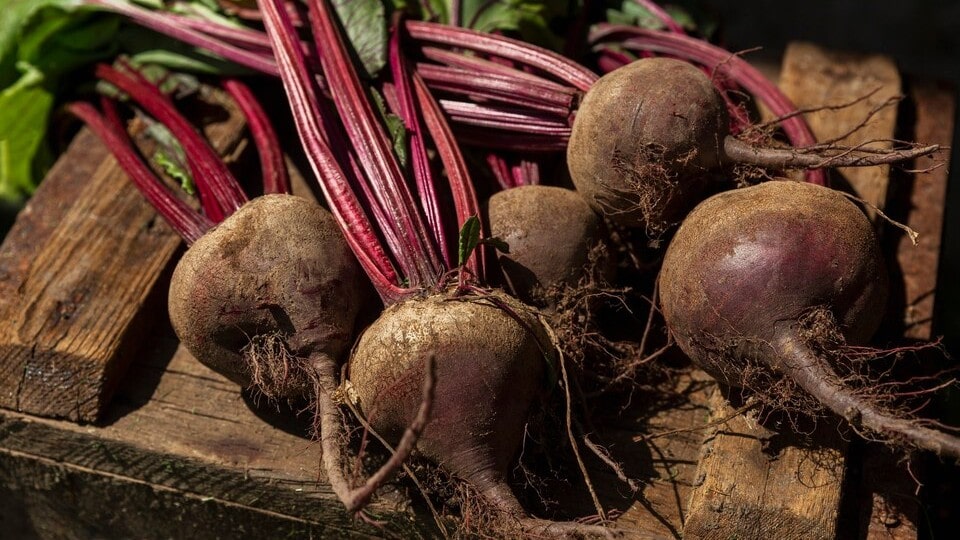 beetroot