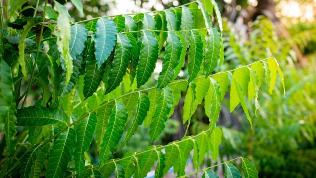 Neem leaves