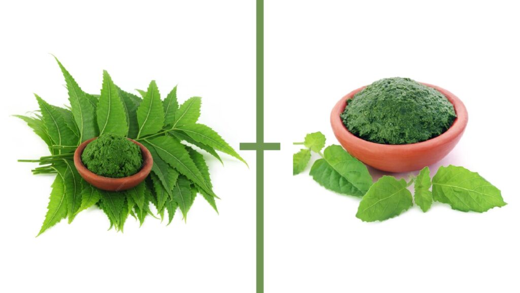 Neem leaves paste and basil leaves paste